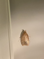 Agonopterix thelmae