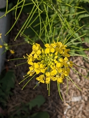 Sisymbrium loeselii