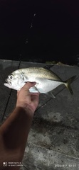 Caranx latus