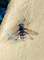 Milesia crabroniformis