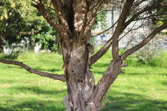 Melaleuca styphelioides