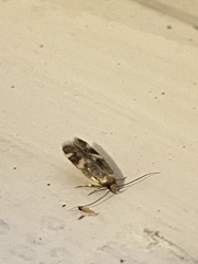 Oegoconia novimundi