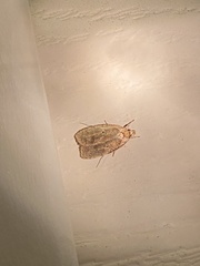 Agonopterix thelmae