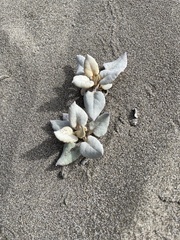 Eriogonum latifolium