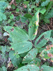 Prosartes hookeri