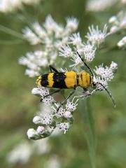 Megacyllene decora