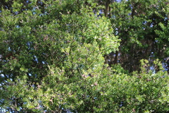 Melaleuca styphelioides