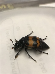 Nicrophorus