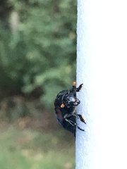 Nicrophorus