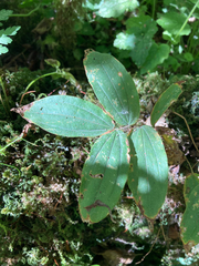 Prosartes hookeri