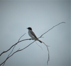 Tyrannus dominicensis