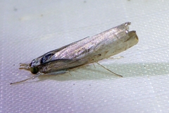 Parapediasia decorellus