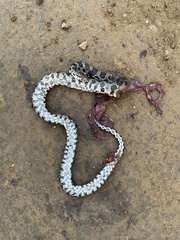 Pantherophis ramspotti