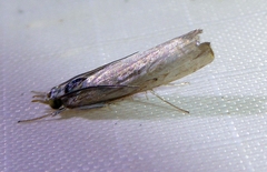 Parapediasia decorellus
