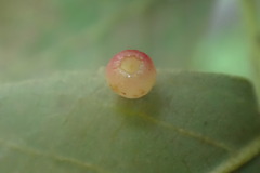 Caryomyia flaticrustum