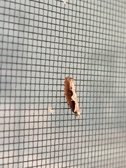 Monopis crocicapitella