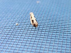 Monopis crocicapitella