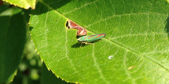 Graphocephala