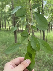 Forestiera acuminata