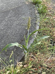 Sorghum
