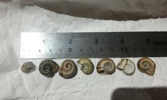 Planorbella trivolvis