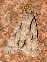Acronicta lobeliae