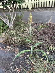 Sorghum
