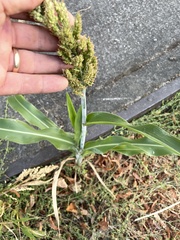 Sorghum