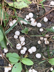 Lycoperdon curtisii