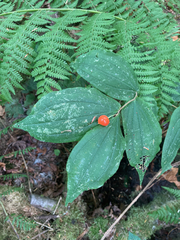 Prosartes hookeri