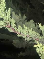 Cupressus
