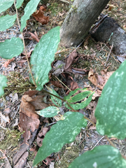 Prosartes hookeri
