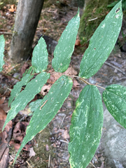 Prosartes hookeri