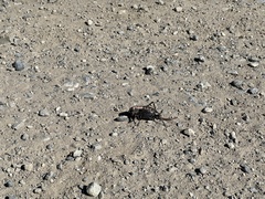 Anabrus simplex