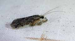 Polycentropodidae