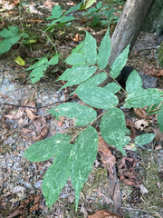 Prosartes hookeri