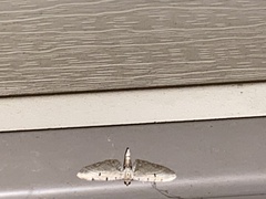 Eupithecia absinthiata