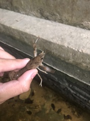 Procambarus simulans