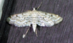 Parapoynx allionealis