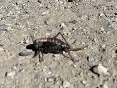 Anabrus simplex