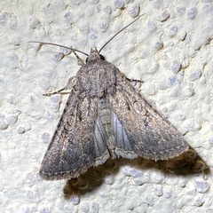 Protorthodes
