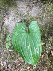 Maianthemum dilatatum