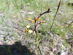 Diuris calcicola