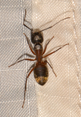Camponotus chromaiodes