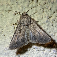 Protorthodes