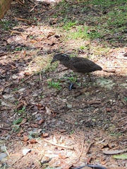 Gorsachius melanolophus