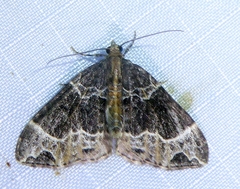 Ecliptopera silaceata