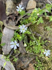 Stellaria flaccida