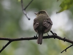 Empidonax flaviventris
