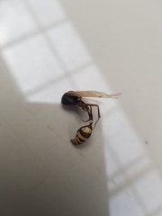 Phimenes flavopictus blanchardi